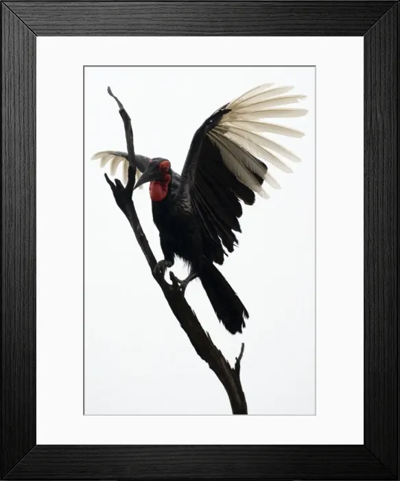 Framed Print : Ground Hornbill - Landing on tree - Moremi - Okavango Delta - Savuti - Botswana - Africa Framed Print : Ground Hornbill - Landing on tree - Moremi - Okavango Delta - Savuti - Botswana - Africa