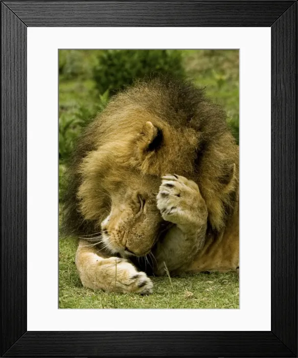 Framed Print : Lion - Male - Ndutu - Ngorongoro Conservation Area - Tanzania - Africa Framed Print : Lion - Male - Ndutu - Ngorongoro Conservation Area - Tanzania - Africa