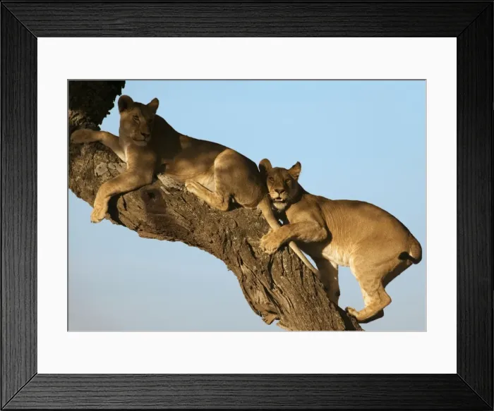Framed Print : Lion - Young resting on tree - Ndutu - Ngorongoro Conservation Area - Tanzania - Africa Framed Print : Lion - Young resting on tree - Ndutu - Ngorongoro Conservation Area - Tanzania - Africa