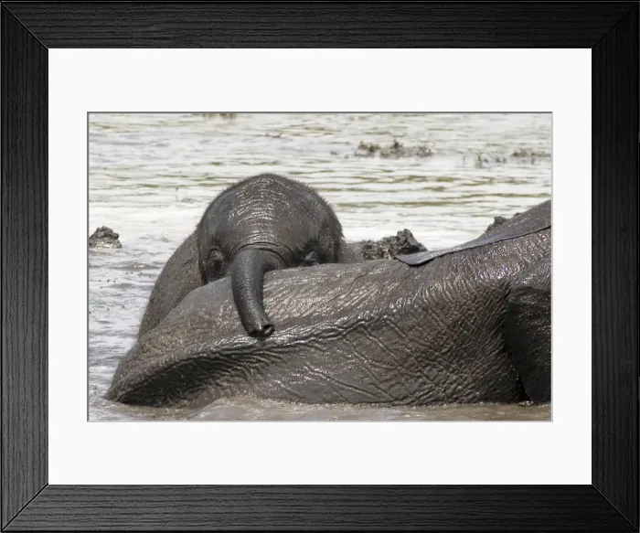 Framed Print : African Elephant - Baby playing after heavy rain - Chobe National Park - Botswana - Africa