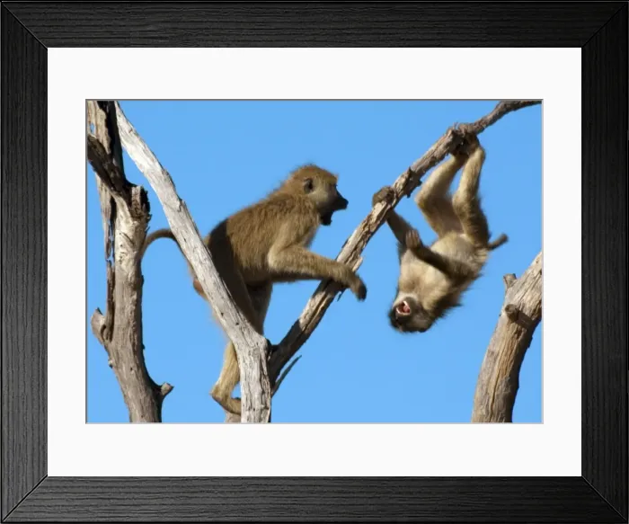 Framed Print : Olive Baboons - Playing on a tree - Ruaha National Park - Tanzania - Africa Framed Print : Olive Baboons - Playing on a tree - Ruaha National Park - Tanzania - Africa