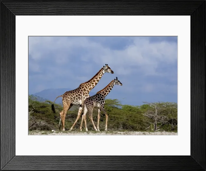 Framed Print : Giraffes - Saadani Natural Park - Tanzania - Africa Framed Print : Giraffes - Saadani Natural Park - Tanzania - Africa