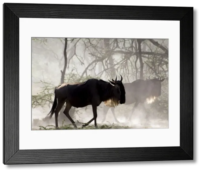Framed Print : Wildebeests - On migration - Ndutu - Ngorongoro Conservation Area - Tanzania - Africa Framed Print : Wildebeests - On migration - Ndutu - Ngorongoro Conservation Area - Tanzania - Africa
