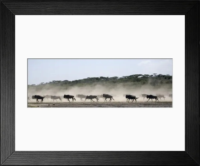 Framed Print : Wildebeests - On migration - Between Serengeti and Ndutu - Ngorongoro Conservation Area - Tanzania - Africa Framed Print : Wildebeests - On migration - Between Serengeti and Ndutu - Ngorongoro Conservation Area - Tanzania - Africa