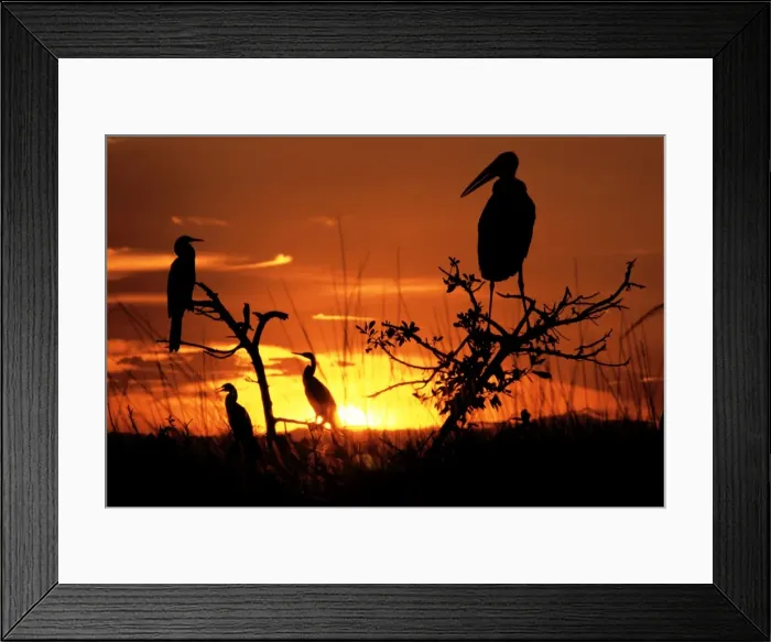 Framed Print : Marabou Stork - At sunset in Okavango Delta, Botswana, Africa D01 VIII F11 Framed Print : Marabou Stork - At sunset in Okavango Delta, Botswana, Africa D01 VIII F11