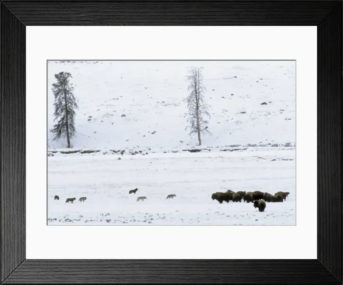 Framed Print : Grey Wolves with American Bison (Bison bison) herd - in snow. Wyoming, Yellowstone National Park, USA Mw2585 Framed Print : Grey Wolves with American Bison (Bison bison) herd - in snow. Wyoming, Yellowstone National Park, USA Mw2585