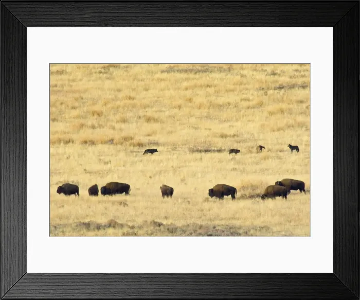 Framed Print : Grey Wolves - checking out herd of bison. Yellowstone National Park, Wy, USA. Fall. _PTL6356 Framed Print : Grey Wolves - checking out herd of bison. Yellowstone National Park, Wy, USA. Fall. _PTL6356