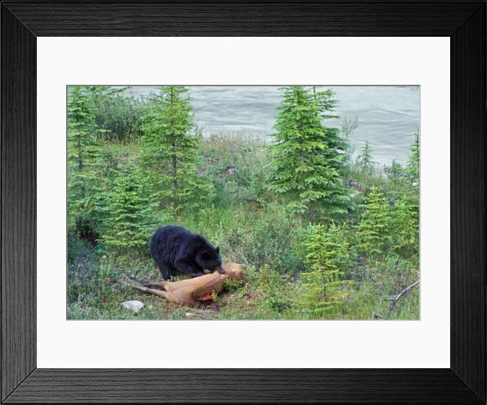 Framed Print : Black Bear - feeding on elk carcass. Kootenay National Park, Northern Rockies, British Columbia. June. MA536 Framed Print : Black Bear - feeding on elk carcass. Kootenay National Park, Northern Rockies, British Columbia. June. MA536