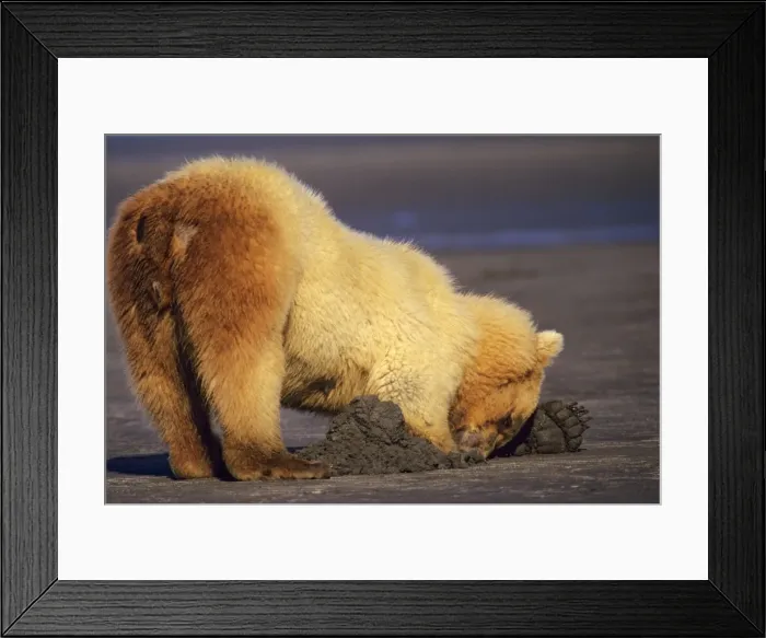 Framed Print : Grizzly Bear digging for razor clams on an Alaskan Peninsula beach, Katmai National Park. North America; Alaska, Summer. MA752 Framed Print : Grizzly Bear digging for razor clams on an Alaskan Peninsula beach, Katmai National Park. North America; Alaska, Summer. MA752