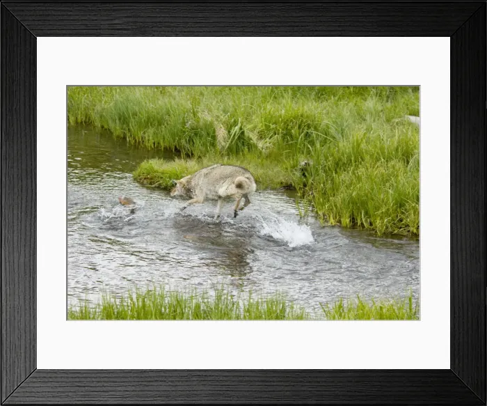 Framed Print : Wild Coyote - chasing (trying to catch) spawning cutthroat trout. Western USA. BAX6142 Framed Print : Wild Coyote - chasing (trying to catch) spawning cutthroat trout. Western USA. BAX6142