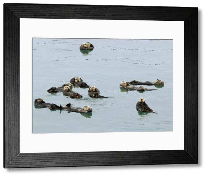Framed Print : Sea Otters (Enhydra lutris) resting. A group of sea otters resting is called a raft. Alaska B2B1343 Framed Print : Sea Otters (Enhydra lutris) resting. A group of sea otters resting is called a raft. Alaska B2B1343