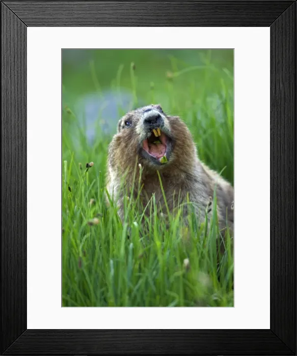 Framed Print : Olympic Marmot - in alpine area of Olympic Mountains, Olympic National Park, Washington, USA. Summer. It is often said that marmots whistle their warning call, but it is really more of a shrill shriek (sound made with the vocal cords) Framed Print : Olympic Marmot - in alpine area of Olympic Mountains, Olympic National Park, Washington, USA. Summer. It is often said that marmots whistle their warning call, but it is really more of a shrill shriek (sound made with the vocal cords)