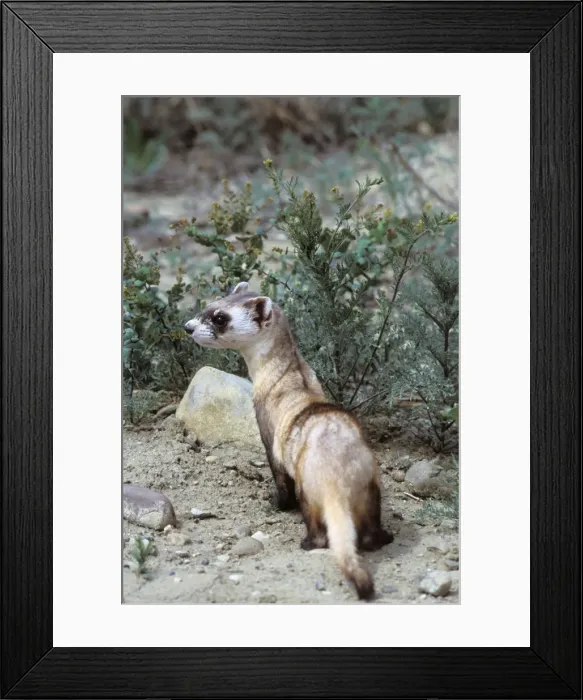 Framed Print : Black-footed ferret Eastern Montana. MI778 Framed Print : Black-footed ferret Eastern Montana. MI778