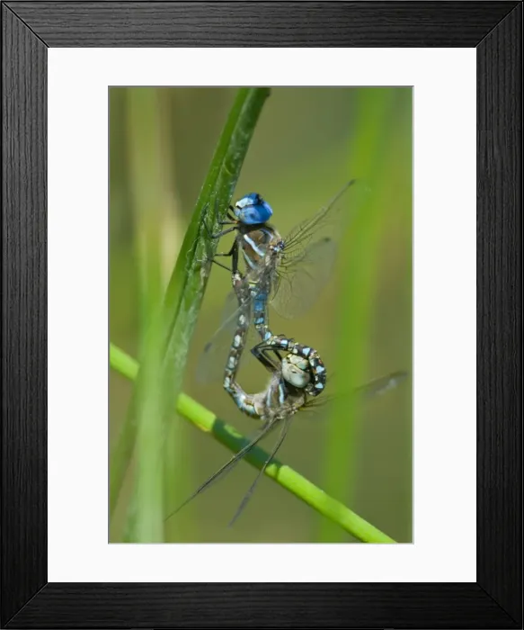 Framed Print : Blue-eyed Darner - dragonflies mating, in what is called wheel position. Summer. Pacific Northwest. _A2A6021 Framed Print : Blue-eyed Darner - dragonflies mating, in what is called wheel position. Summer. Pacific Northwest. _A2A6021