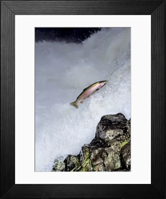 Framed Print : Rainbow Trout / Steelhead - jumping falls on Pacific Northwest river on migration to spawning bed. Steelhead are rainbow trout that have gone to the ocean for several years. Steelhead are now classified as salmon. LX199 Framed Print : Rainbow Trout / Steelhead - jumping falls on Pacific Northwest river on migration to spawning bed. Steelhead are rainbow trout that have gone to the ocean for several years. Steelhead are now classified as salmon. LX199