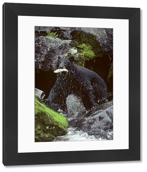 Black bear - with salmon, in summer. Southeast Alaska MA44