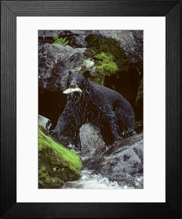 Framed Print : Black bear - with salmon, in summer. Southeast Alaska MA44 Framed Print : Black bear - with salmon, in summer. Southeast Alaska MA44
