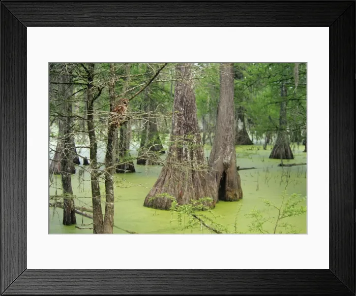 Framed Print : Barred Owl - baldcypress swamp, Atchafalya River Basin, Louisiana B6776 Framed Print : Barred Owl - baldcypress swamp, Atchafalya River Basin, Louisiana B6776