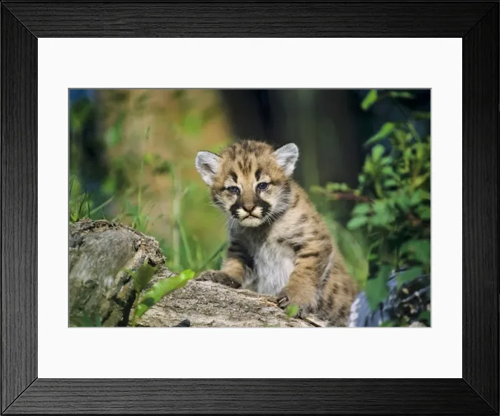 Framed Print : Cougar  /  Mountain Lion  /  Puma - cub (formerly known as: Felis concolor) Western U. S. A Mr1133