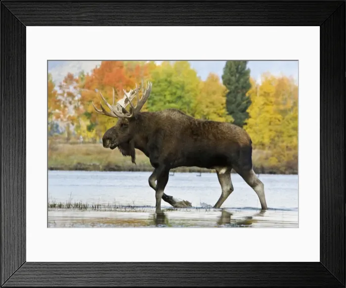 Framed Print : Moose - Bull in autumn. Western U. S. A B2C1971 Framed Print : Moose - Bull in autumn. Western U. S. A B2C1971