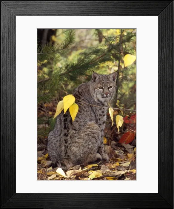 Framed Print : Bobcat / Red Lynx Montana USA Framed Print : Bobcat / Red Lynx Montana USA