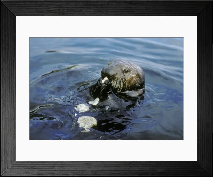 Framed Print : Sea Otter eating clam it has broken open on rock. California, USA Mo66 Framed Print : Sea Otter eating clam it has broken open on rock. California, USA Mo66