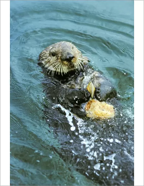 Sea Otter - Using tool cracking clam on rock. California, USA Mo82