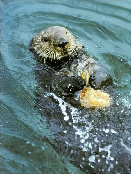 Sea Otter - Using tool cracking clam on rock. California, USA Mo82