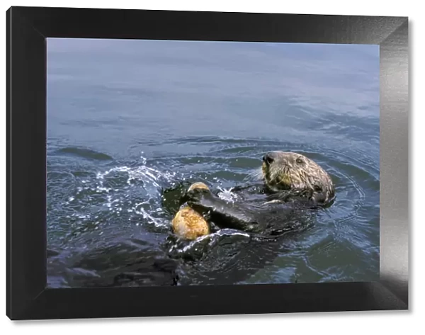 Sea Otter - Breaking open clam on rock to eat. Illustrates use of tool. California, USA Mo86