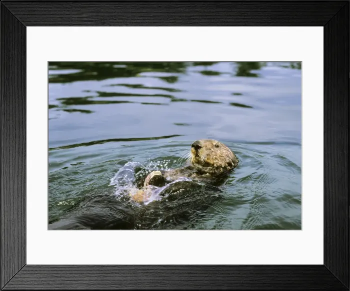 Framed Print : Sea Otter - Using tool cracking clam on rock. California, USA Mo84 Framed Print : Sea Otter - Using tool cracking clam on rock. California, USA Mo84