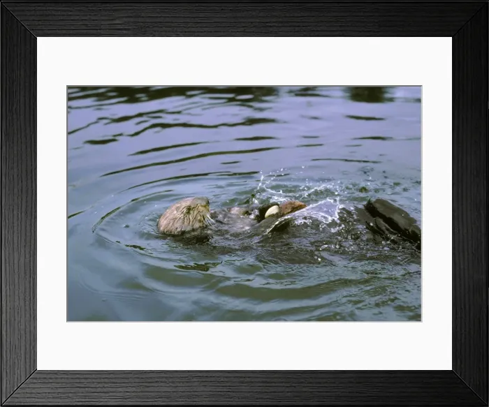 Framed Print : Sea Otter - Using tool cracking clam on rock. California, USA Mo116 Framed Print : Sea Otter - Using tool cracking clam on rock. California, USA Mo116