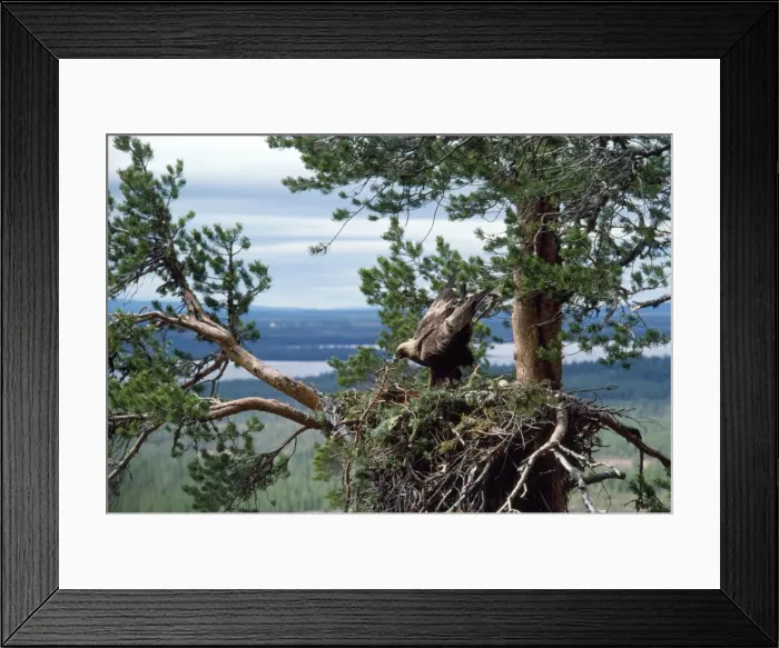 Framed Print : Golden Eagle - nest-building. Eagles build on the nest even when young still live in it Framed Print : Golden Eagle - nest-building. Eagles build on the nest even when young still live in it