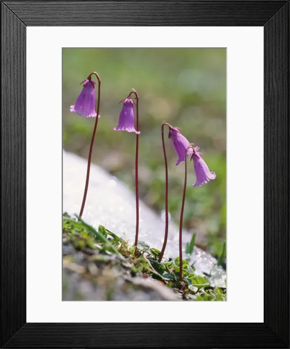 Framed Print : Dwarf Snowbells - Alpine flower Austian Alps Framed Print : Dwarf Snowbells - Alpine flower Austian Alps