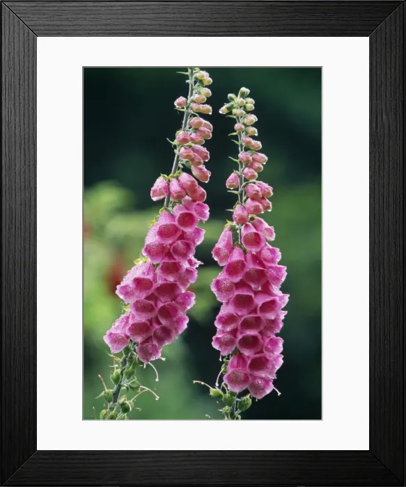 Framed Print : Foxglove. USH-1096. FOXGLOVE. Digitalis purpurea Framed Print : Foxglove. USH-1096. FOXGLOVE. Digitalis purpurea