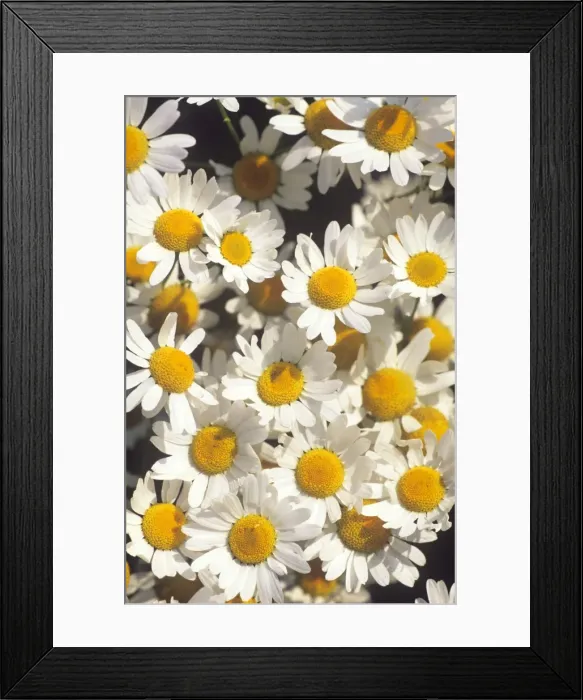 Framed Print : Chamomile / Scented Mayweed Flower - wild, flowering en masse Framed Print : Chamomile / Scented Mayweed Flower - wild, flowering en masse