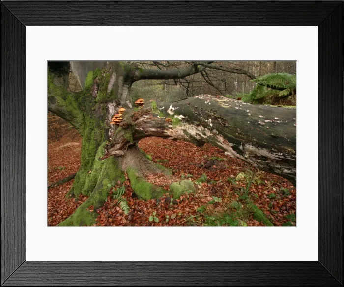 Framed Print : Ancient Beech Tree - Covered with various fungi, in old forest of Sababurg, autumn. North Hessen, Germany Framed Print : Ancient Beech Tree - Covered with various fungi, in old forest of Sababurg, autumn. North Hessen, Germany
