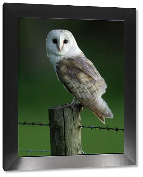 Barn Owl - Sitting on post Northumberland, England