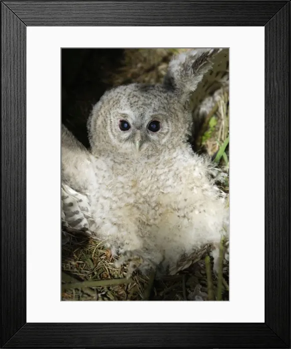 Framed Print : Tawny Owl - Fledgling on ground in defence pose Northumberland, England Framed Print : Tawny Owl - Fledgling on ground in defence pose Northumberland, England