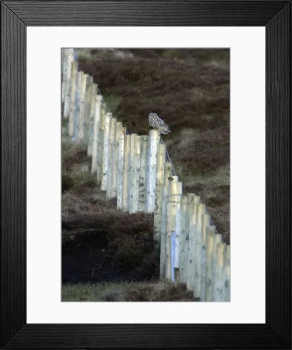 Framed Print : Short-Eared Owl - Perched on moorland forestry fence Northumberland, England Framed Print : Short-Eared Owl - Perched on moorland forestry fence Northumberland, England