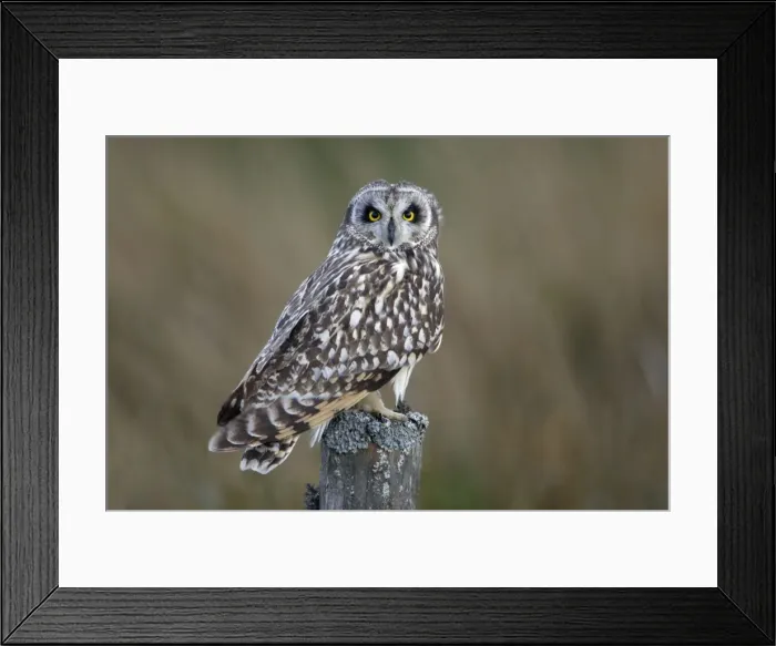 Framed Print : Short-Eared Owl - Sitting on moorland fence post Northumberland, England Framed Print : Short-Eared Owl - Sitting on moorland fence post Northumberland, England