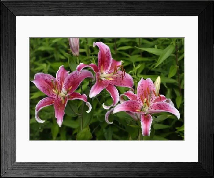 Framed Print : Martagon Lily - Garden hybrid Lower Saxony, Germany Framed Print : Martagon Lily - Garden hybrid Lower Saxony, Germany