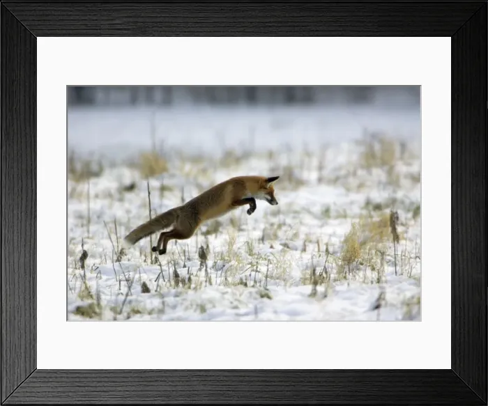 Framed Print : Red Fox - Hunting for mice, in winter Lower Saxony, Germany Framed Print : Red Fox - Hunting for mice, in winter Lower Saxony, Germany