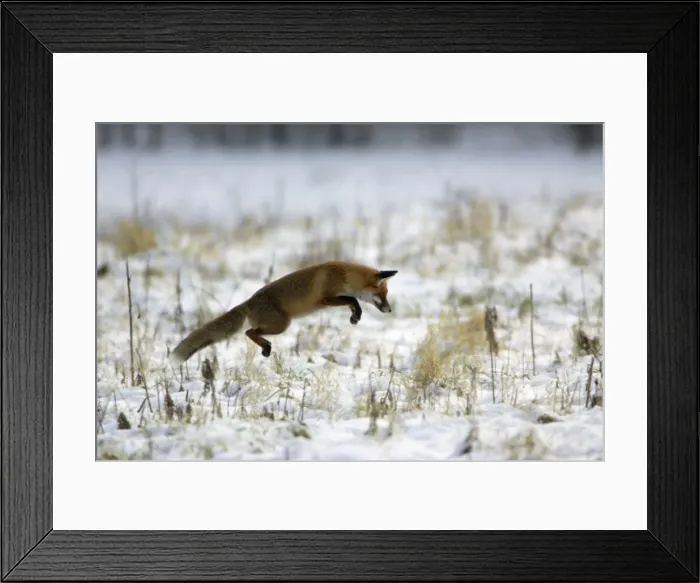 Framed Print : Red Fox - Hunting for mice, in winter Lower Saxony, Germany Framed Print : Red Fox - Hunting for mice, in winter Lower Saxony, Germany