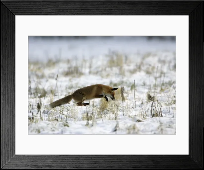 Framed Print : Red Fox - Hunting for mice, in winter Lower Saxony, Germany Framed Print : Red Fox - Hunting for mice, in winter Lower Saxony, Germany