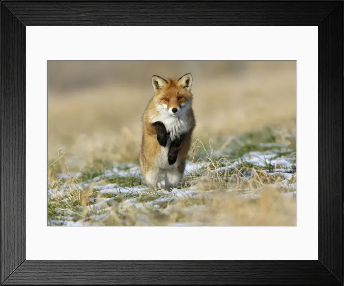 Framed Print : Red Fox-Hunting after mice, in winter Lower Saxony, Germany Framed Print : Red Fox-Hunting after mice, in winter Lower Saxony, Germany