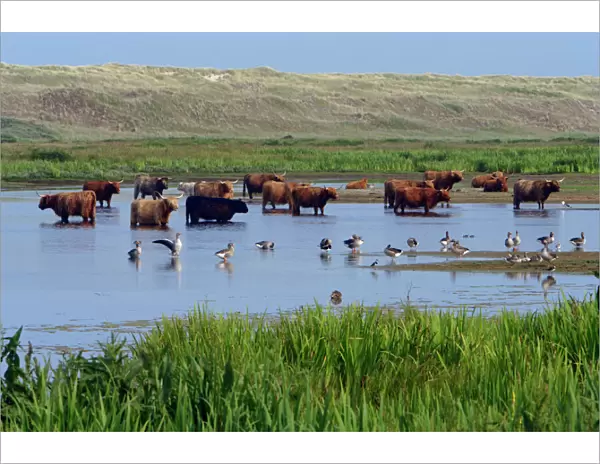 Highland Cattle-standing in lake to cool down in summer, Isle of Texel, Holland