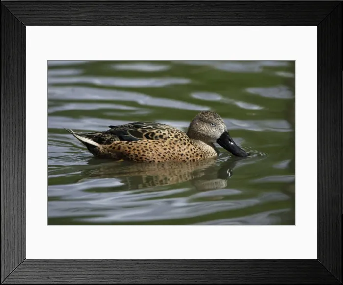 Framed Print : Red Shoveler-swimming on lake, Washington WWT, Tyne and Wear Framed Print : Red Shoveler-swimming on lake, Washington WWT, Tyne and Wear