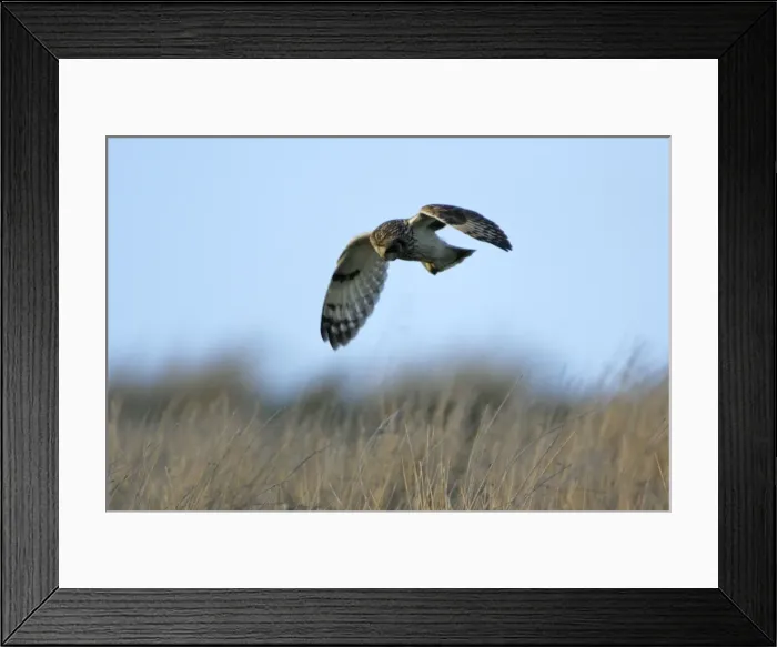 Framed Print : Short-eared Owl-hunting over rough pasture land, Northumberland UK Framed Print : Short-eared Owl-hunting over rough pasture land, Northumberland UK