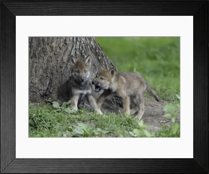 Framed Print : European Grey Wolf- 2 cubs playing, Lower Saxony, Germany Framed Print : European Grey Wolf- 2 cubs playing, Lower Saxony, Germany