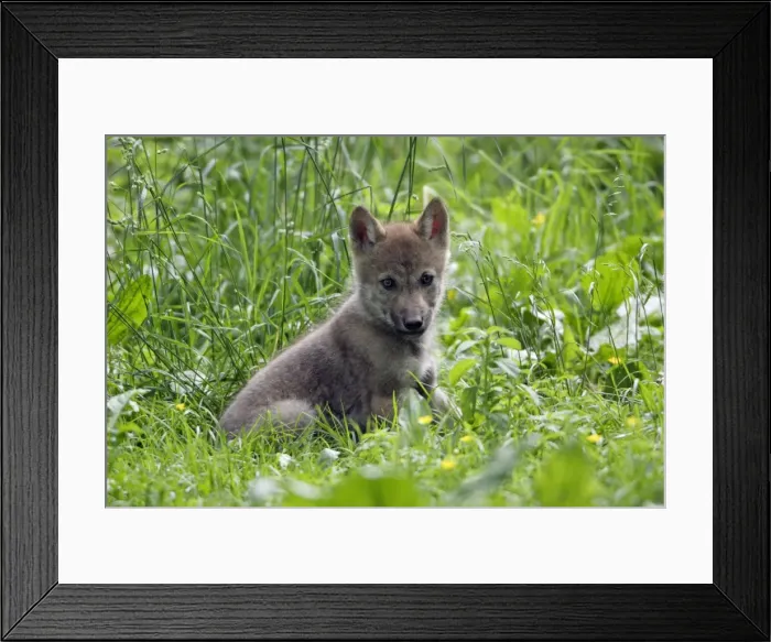 Framed Print : European Grey Wolf- young cub alert, Lower Saxony, Germany Framed Print : European Grey Wolf- young cub alert, Lower Saxony, Germany